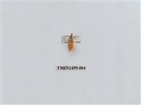 藏品(二斑紅緣苔蛾)的圖片